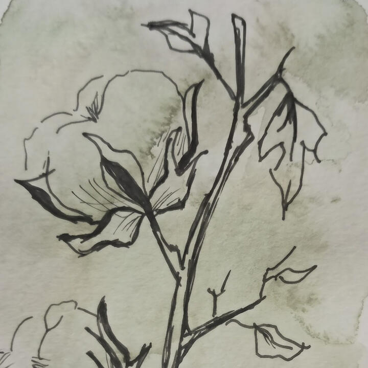 Cotton